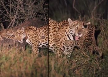 Onça Aroeira surge com filhote de 4 meses e encanta turistas no Pantanal