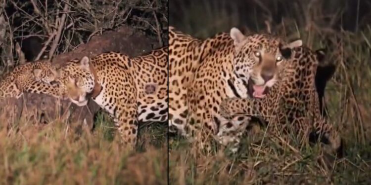 Onça Aroeira surge com filhote de 4 meses e encanta turistas no Pantanal